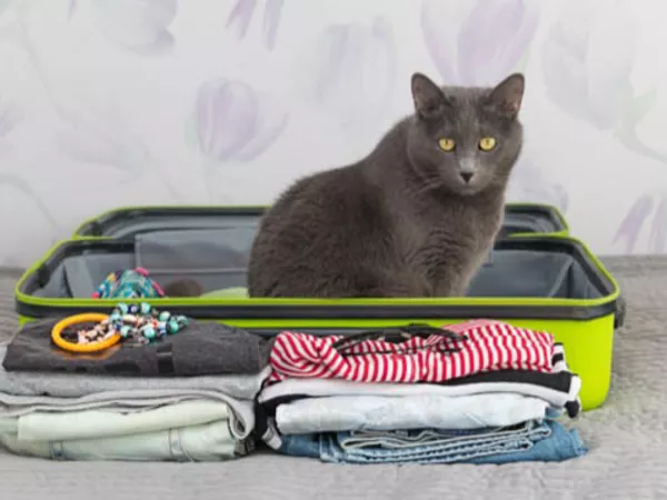 Cat sitting in a suitcase while owner gets ready for a long-distance move.