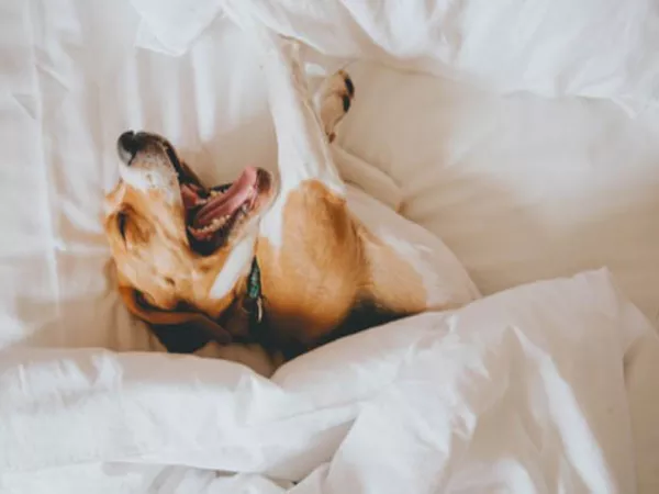 A beagle dog lying in bed after moving to Hawaii, after no quarantine with proper paperwork and vaccinations.