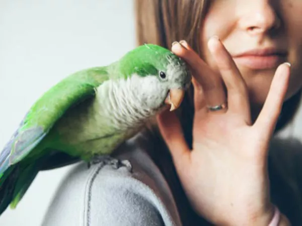 Woman petting her pet bird during a move.