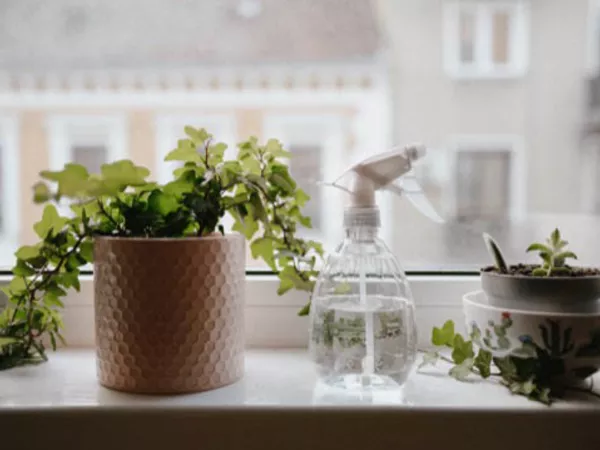 Houseplants sitting in window waiting to be moved from one state to another.