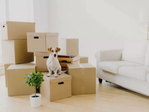 Small terrier sitting on top of moving boxes.