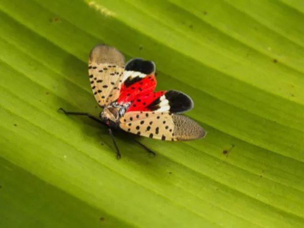 A spotted lanternfly on a leaf.