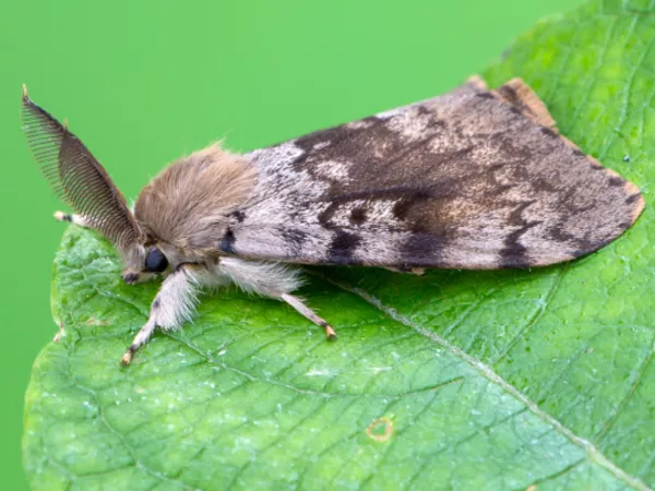 A male spongy moth, mottled brown with feathery antennae, sitting on a green leaf.