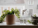 Houseplants sitting in window waiting to be moved from one state to another.