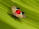 Image showing a red and black and tan spotted lanternfly on a leaf.