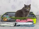 Cat sitting in a suitcase ready for long distance move.