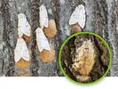 Spongy Moth photo